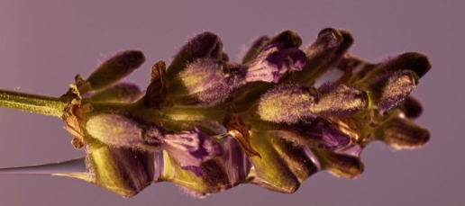 Lavanda Serena