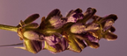 Lavanda Serena