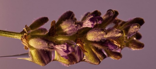 Lavanda Serena